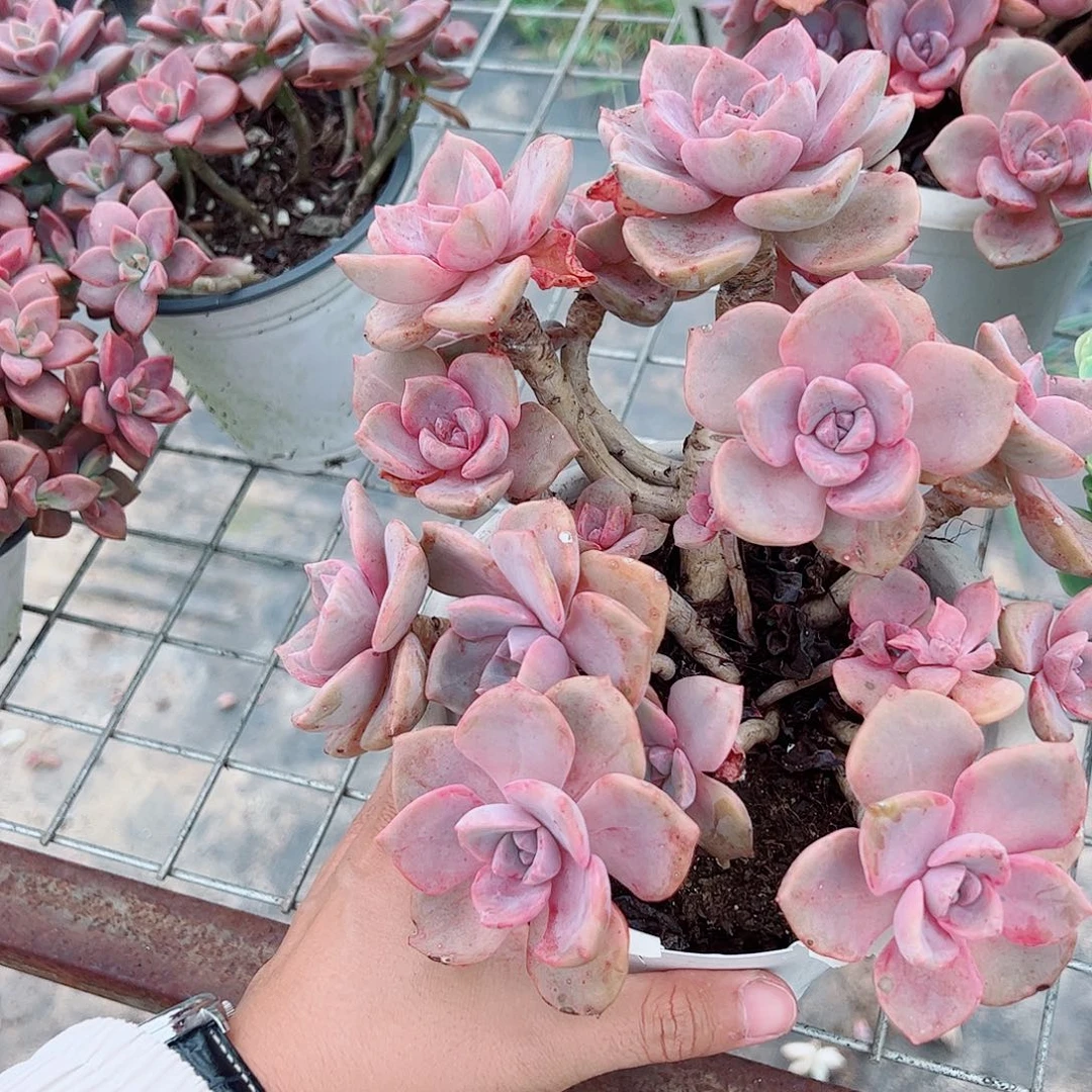 彩虹糖整装整群老桩特价