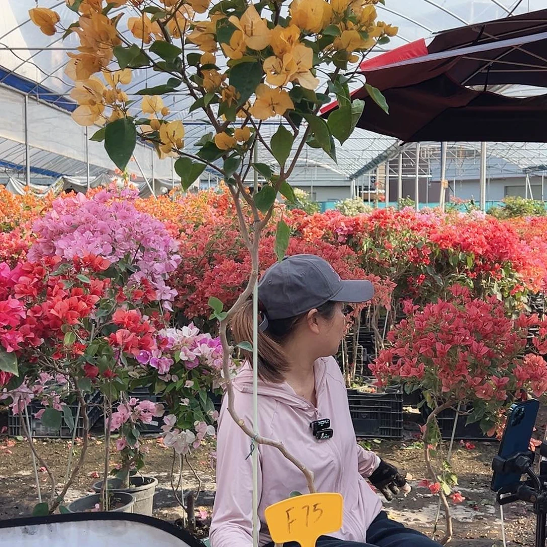 初***二大部分花苞少量开放F75金探戈