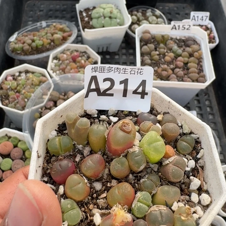 214多肉植物多肉植物