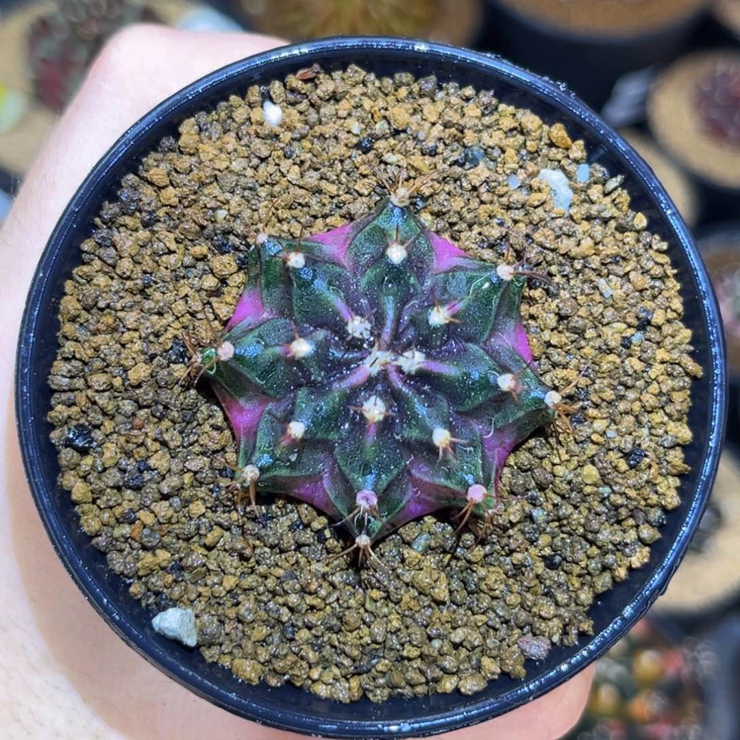 粉豪臀 米哈仙人球