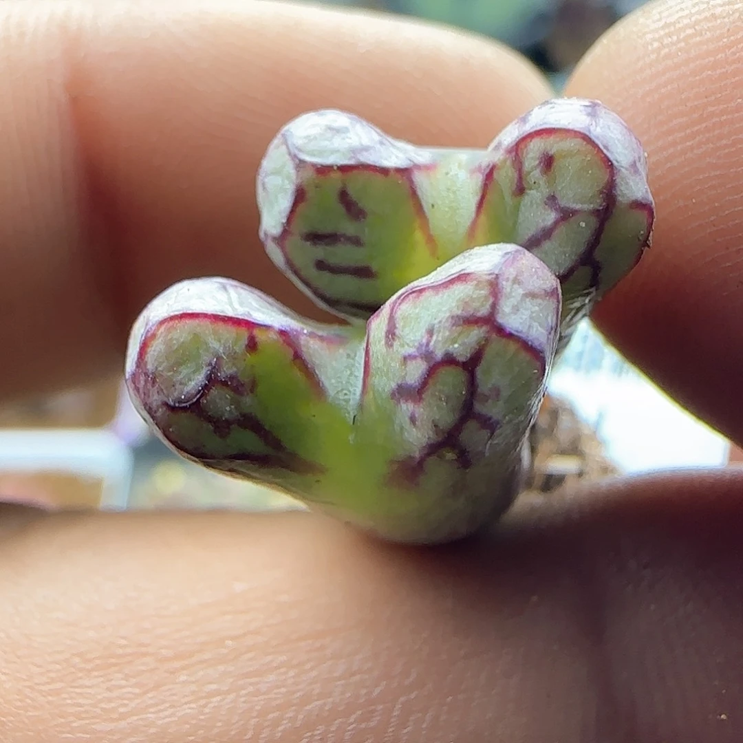 28包邮脱土发货25963