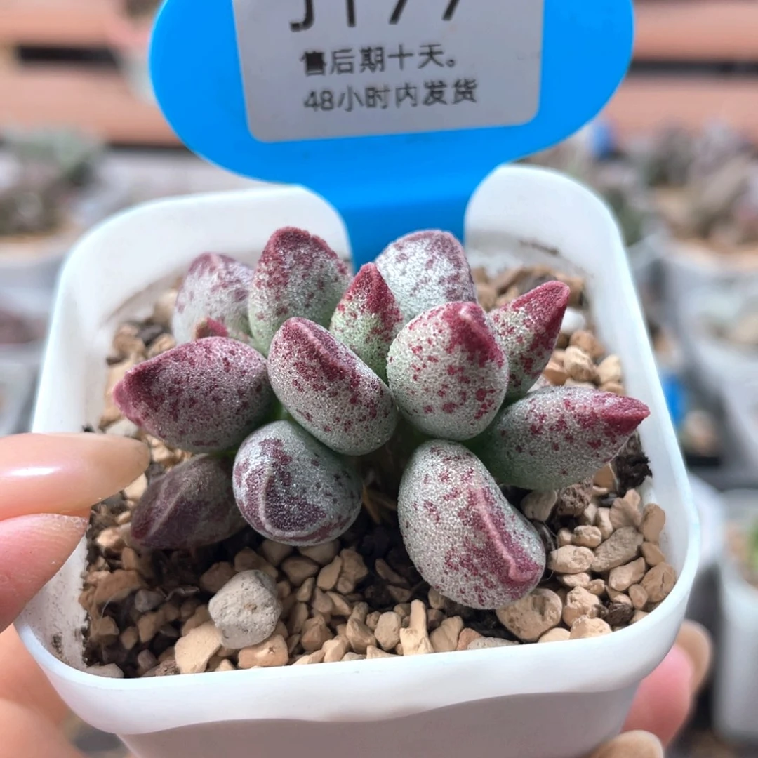 177。   花瓣路。