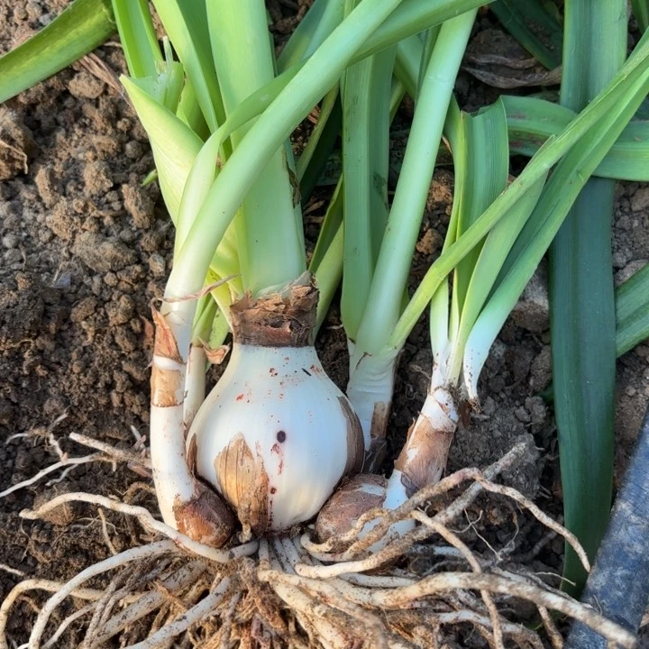 无花朵白鬼包对版