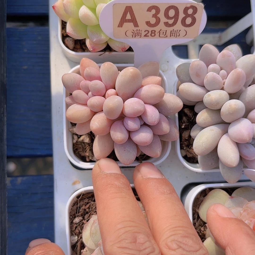 A398手指奶一物一拍