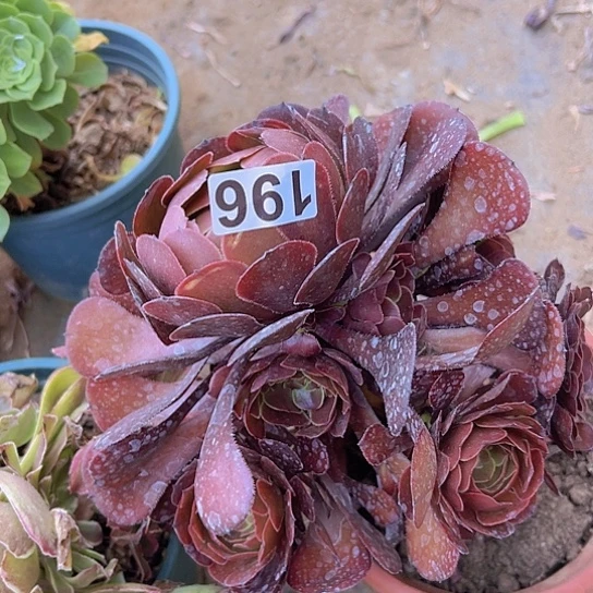 M***怕多肉植物一个法师