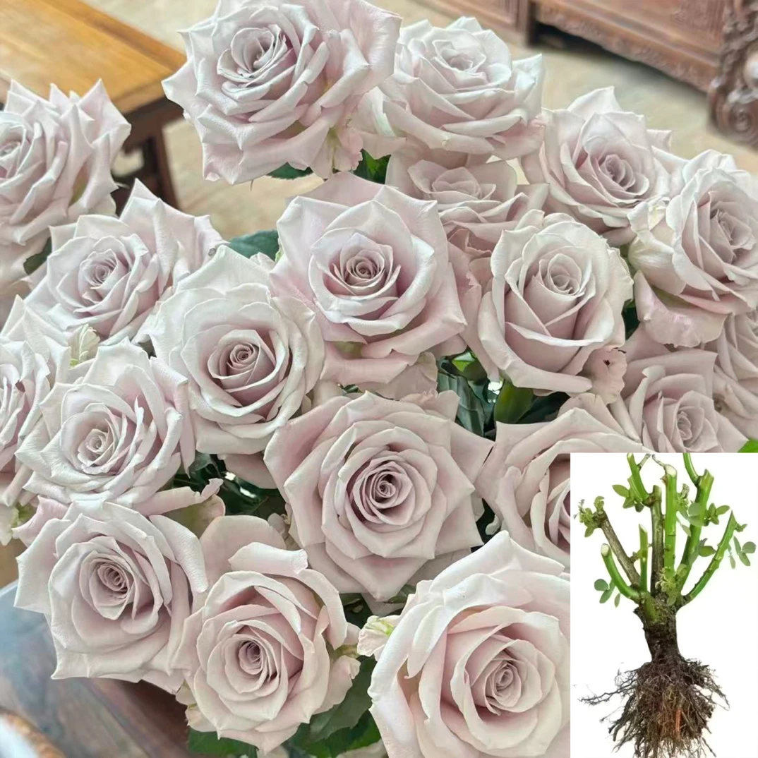 【曼塔】云南玫瑰花苗基地直发绿植大花浓香四季开花直播阳台好养