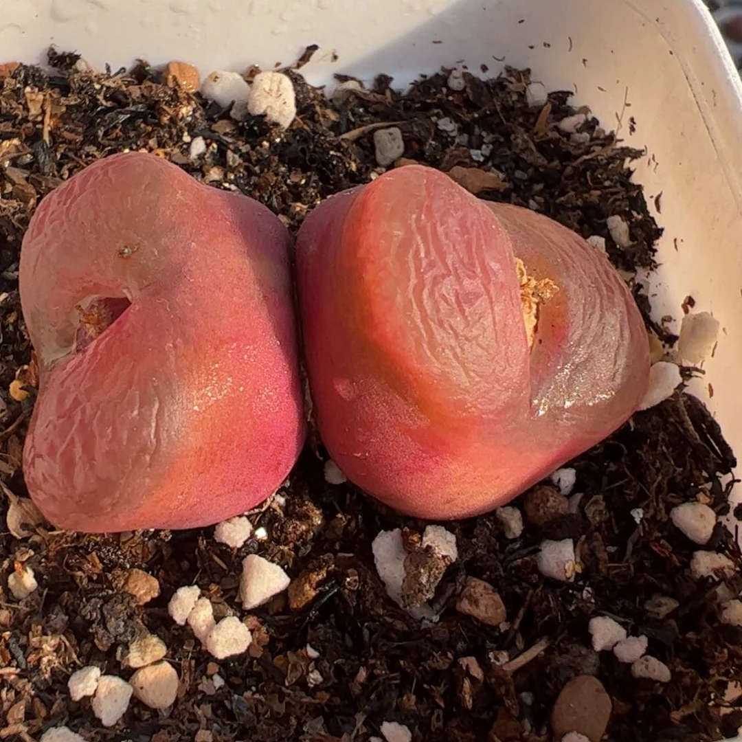 4厘米超级多肉植物百科