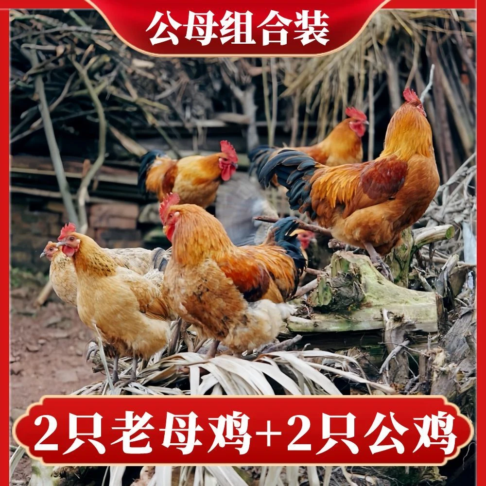 【喜宝家】组合装2只2年母鸡+赠2只公鸡 到手共4只净重10斤