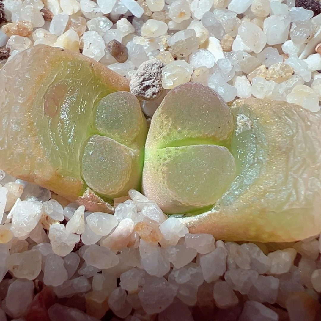 309-142多肉粉绒质感