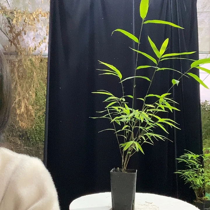 完全开放内门竹内门竹内门竹内门竹