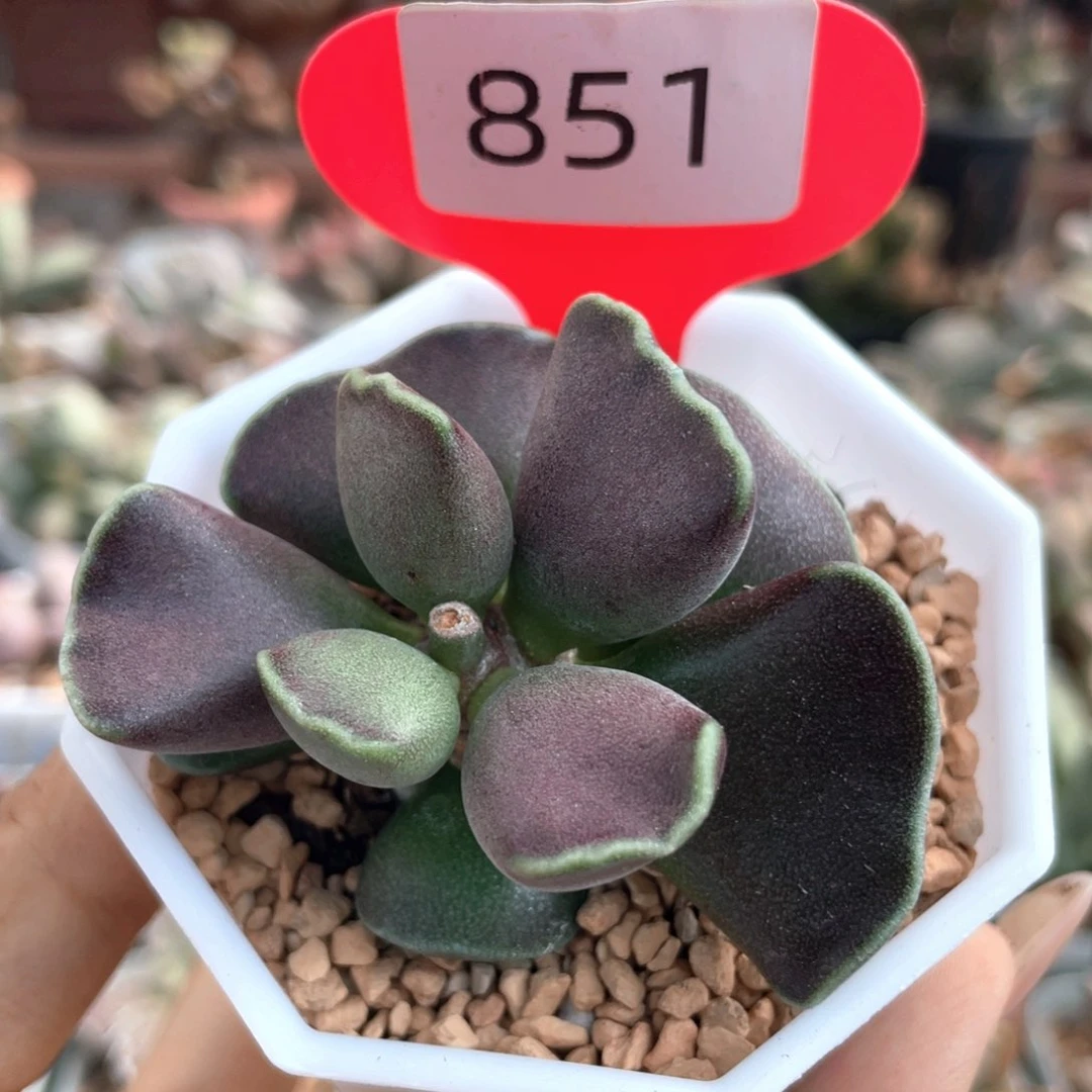 多肉水泡植物。    851。