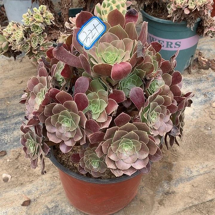 多肉植物欧紫321号
