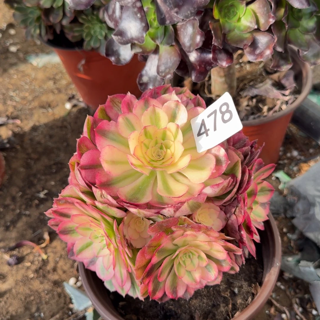 倾城之恋法师多肉478号法师多肉