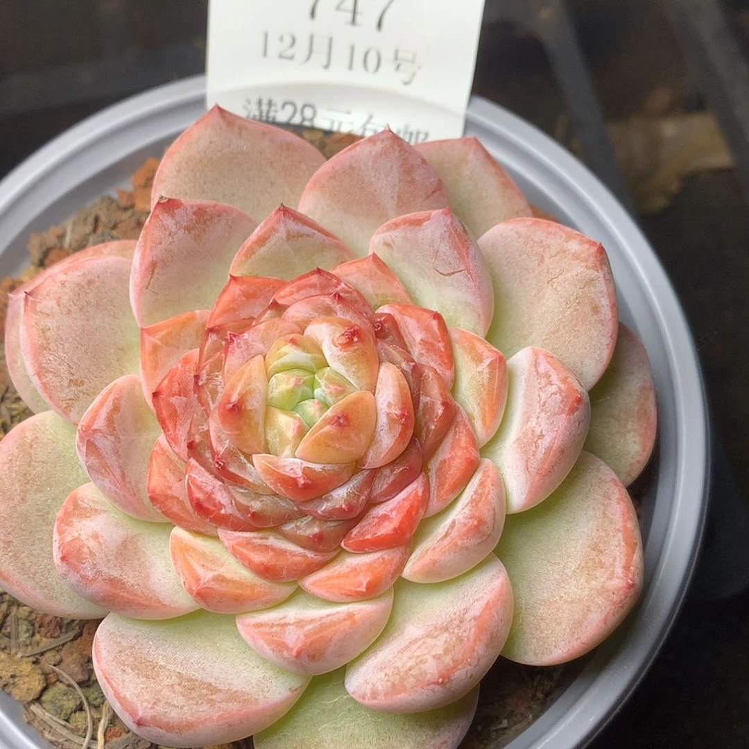 【闪购商品】云747号