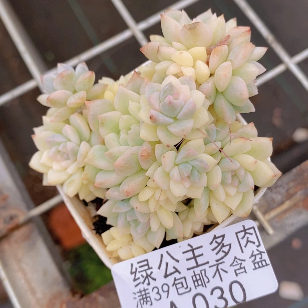 帕米尔锦6cm030多肉植物
