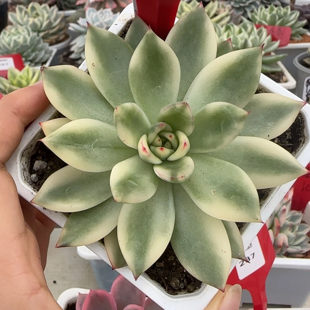 231东云锦多肉植物