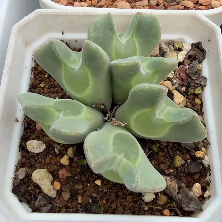 精品多肉植物精品多肉