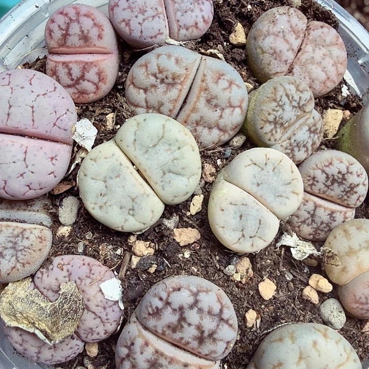 我想吃东西我自己来305