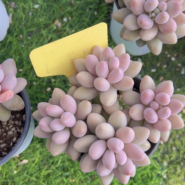 健健康康平平安安