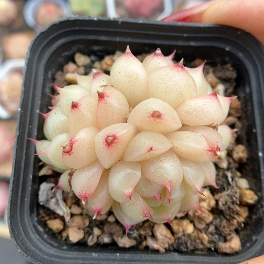 珍妮麦秆可拍314号