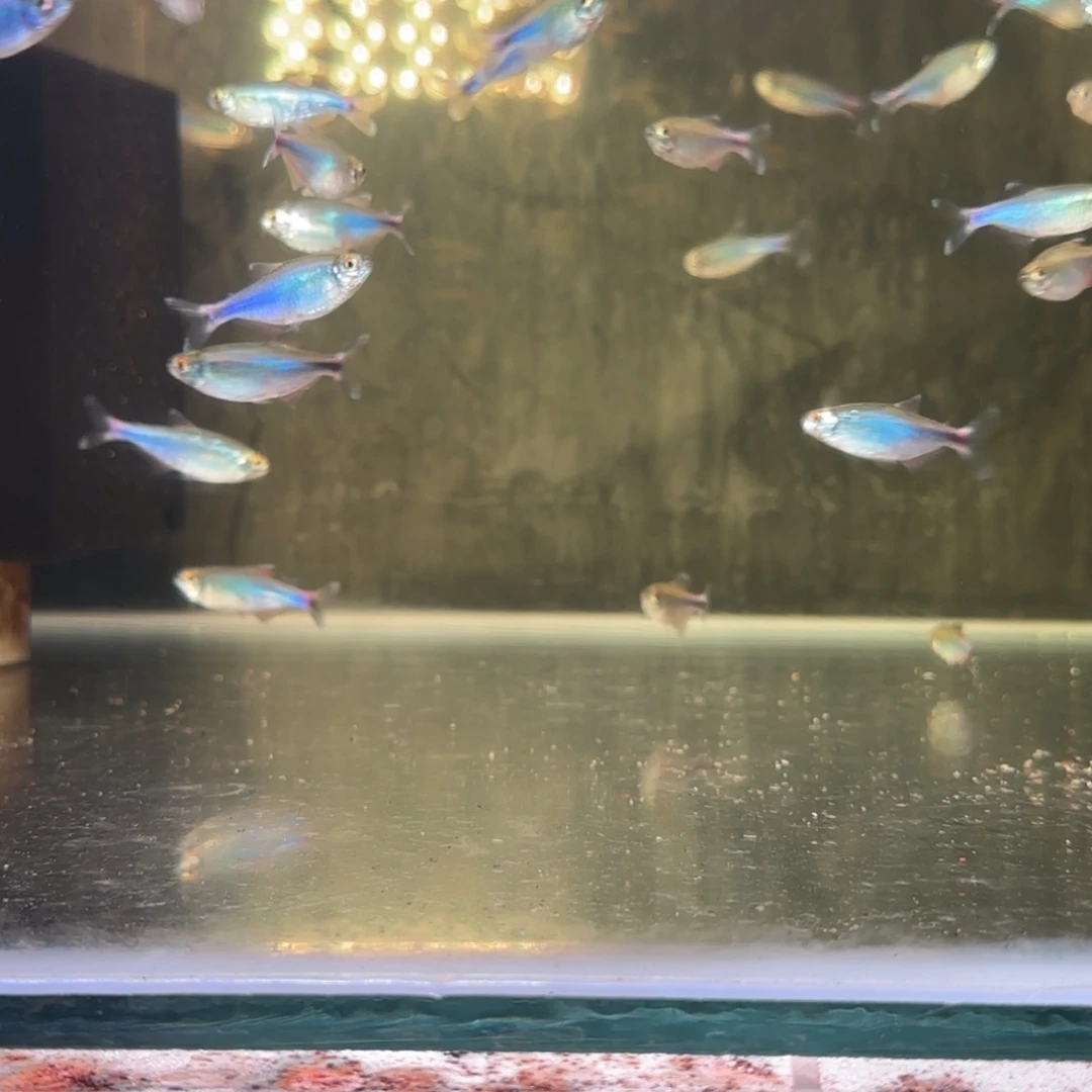 霓虹灯鱼3.5到4厘米，蓝刚果的两条