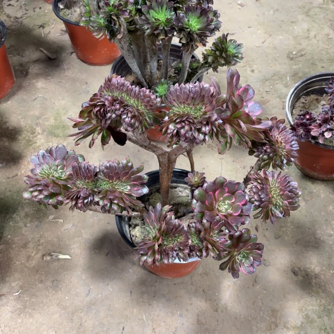 397黑金刚缀化丛林多肉植物