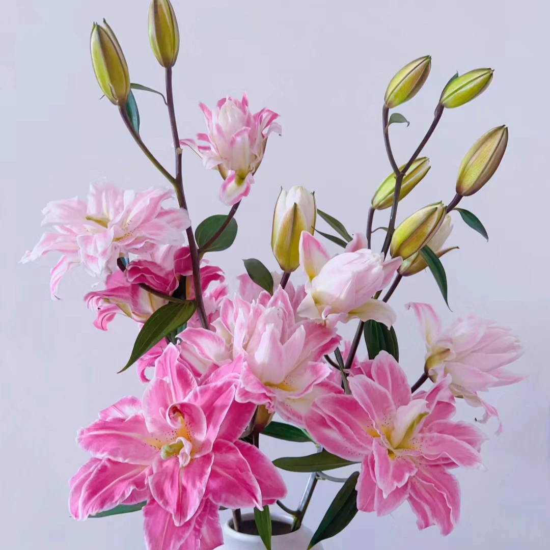 【莲花之境百合】云南优选鲜切花昆明基地直发家用插花节日