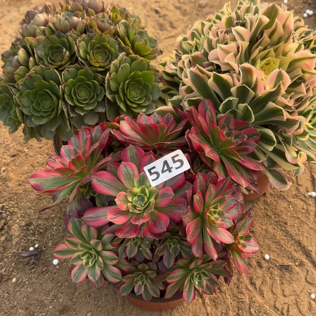 545法师套餐3棵不包损