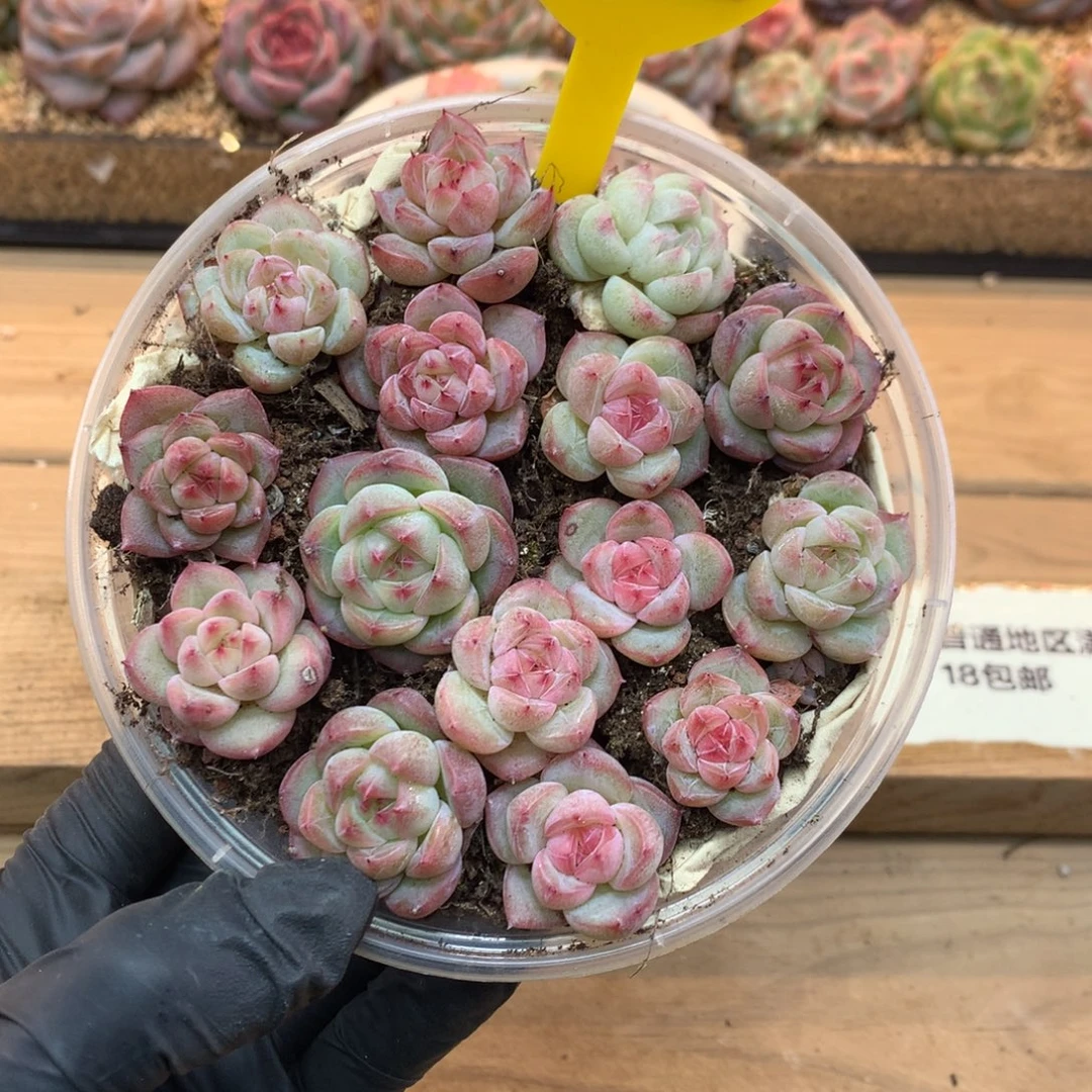 珍妮混切糕量拍一盒