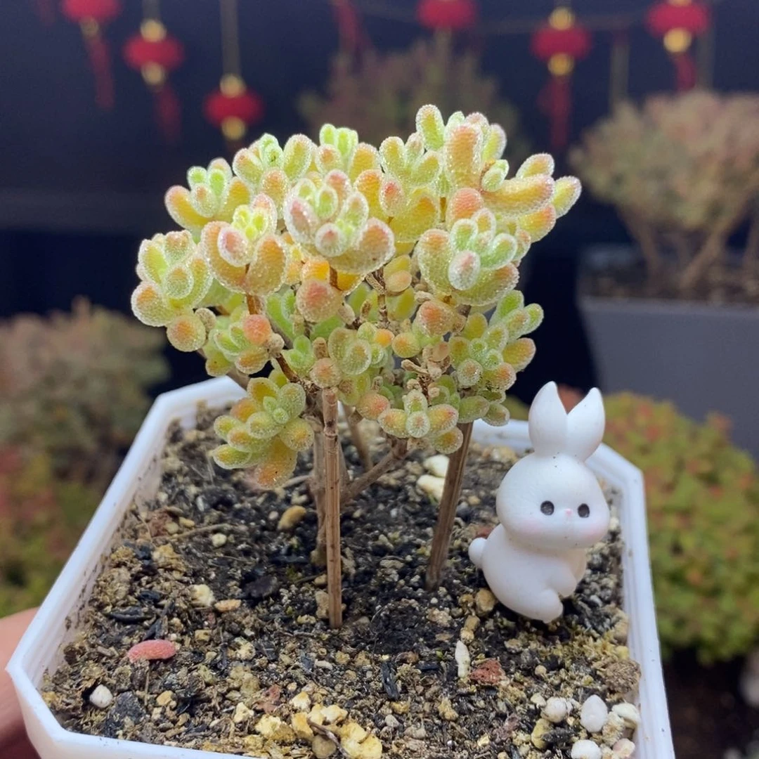 80号优选冰晶枝干多肉