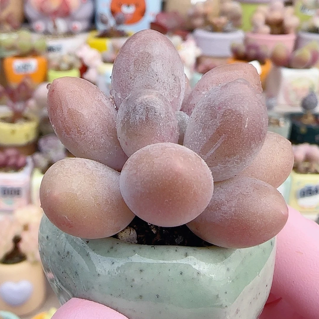 汤圆奶 盆口2.5cm