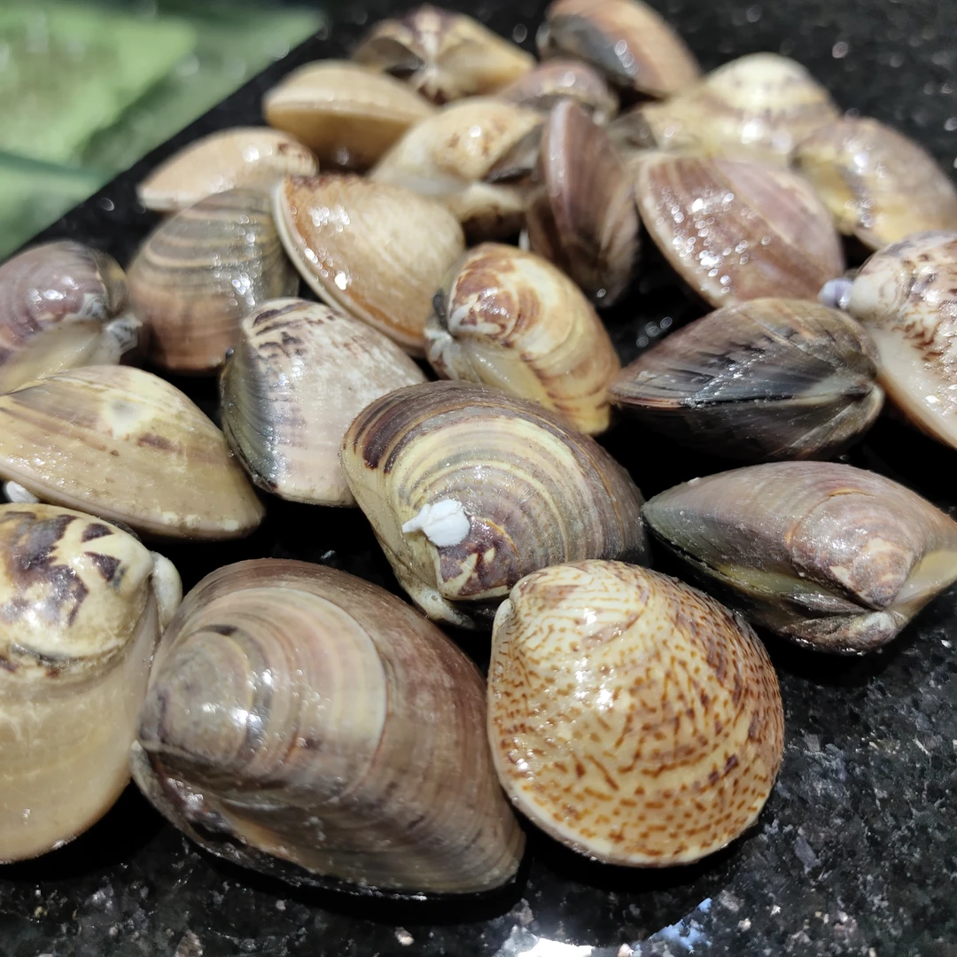 鲜活饱满文蛤/斤