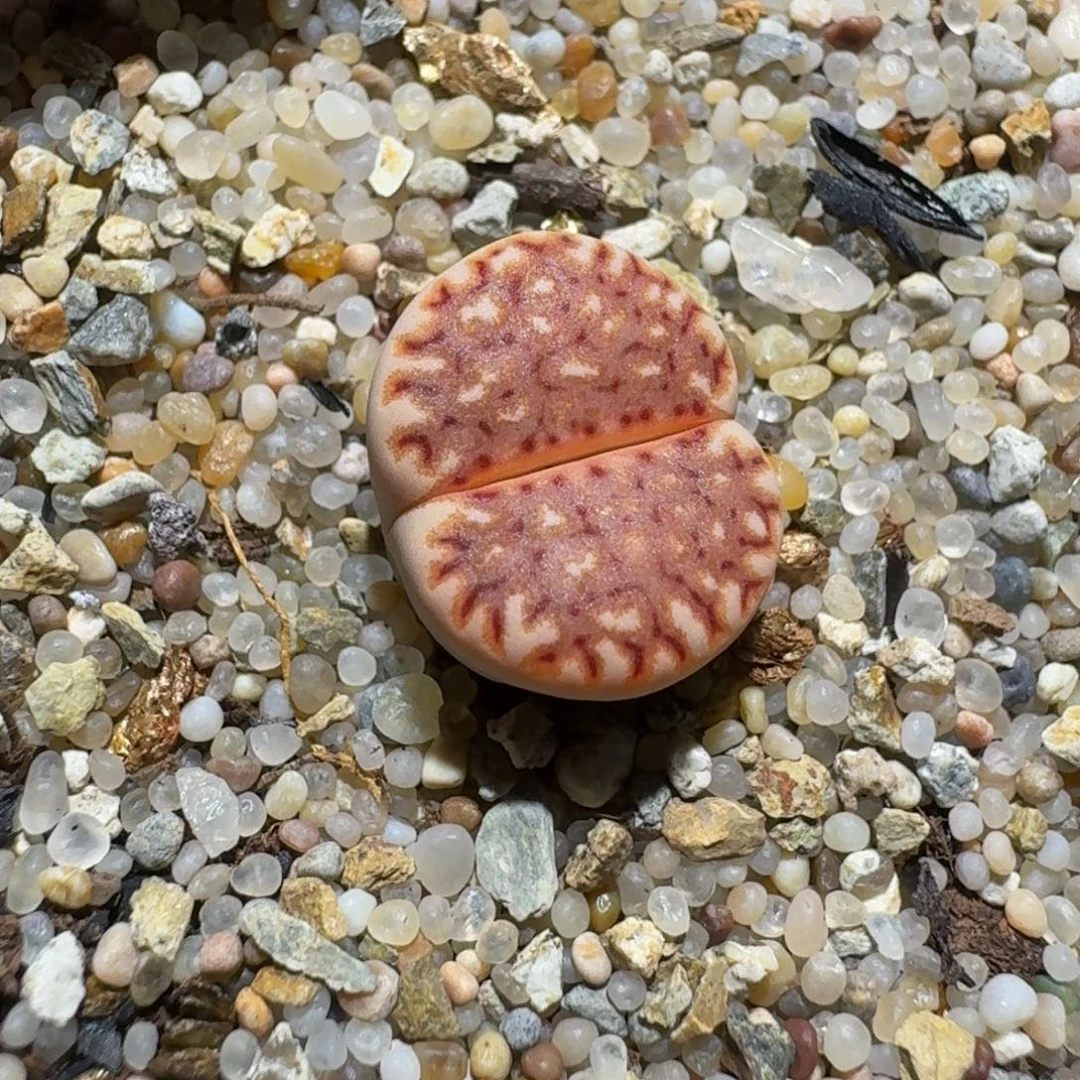 zzzzz生石花肉锥623