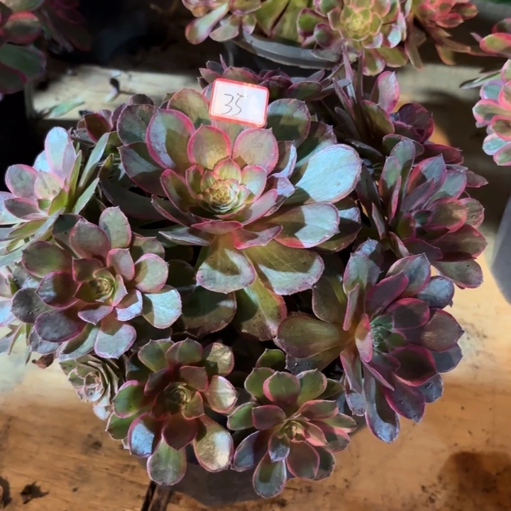 035特价莲花座无售后