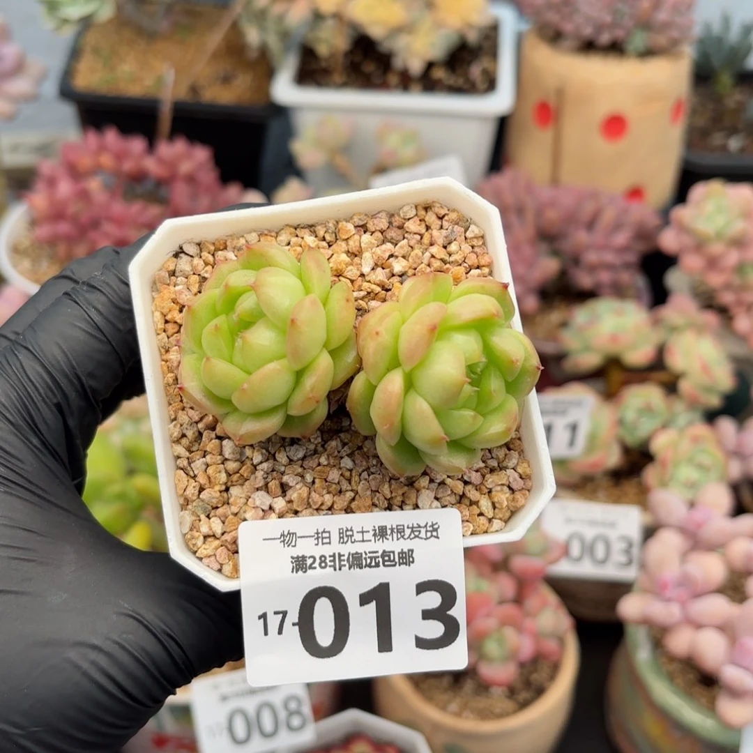 灯泡珍妮老桩多肉多肉