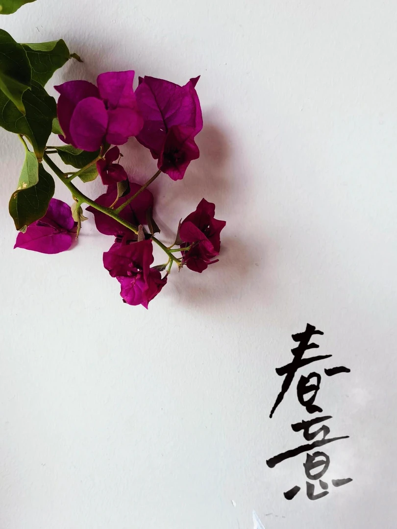 【黑暗行者】【包售后一个月】【包对版】三角梅四季开花爬藤飘枝好养护