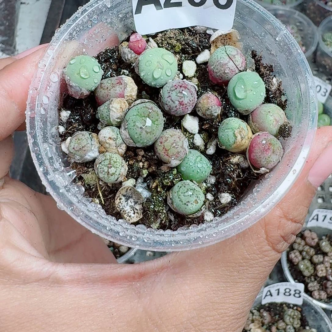 206多肉植物多肉植物