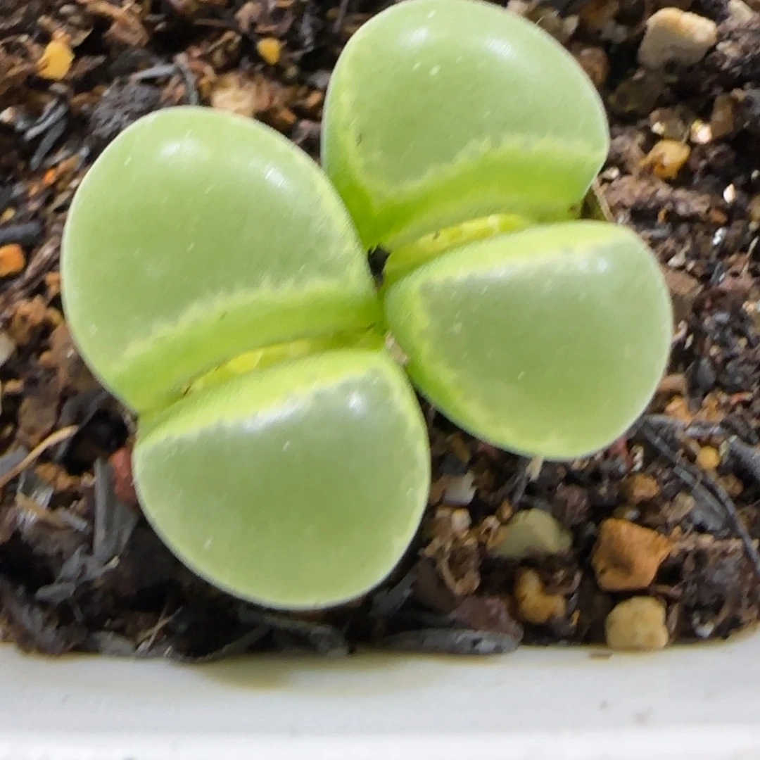 11.1。  1453.7风铃。  2002