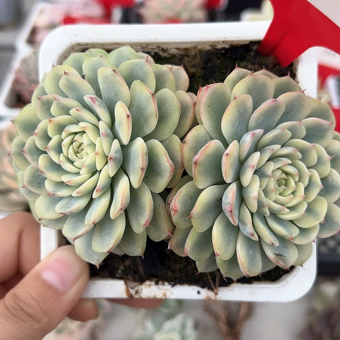 30号姬莲锦多肉植物