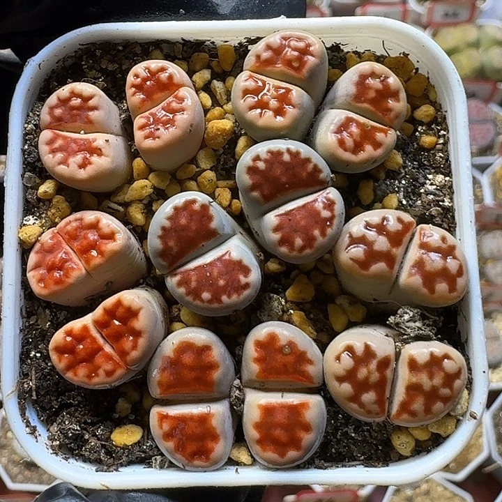 生石花1111121。   108