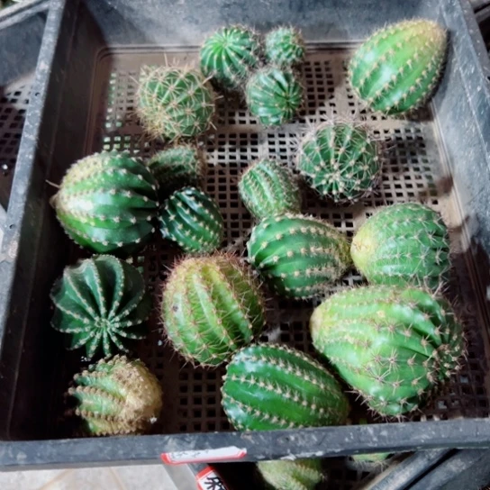 下53框拍歪斑丑小无根侧芽无售后
