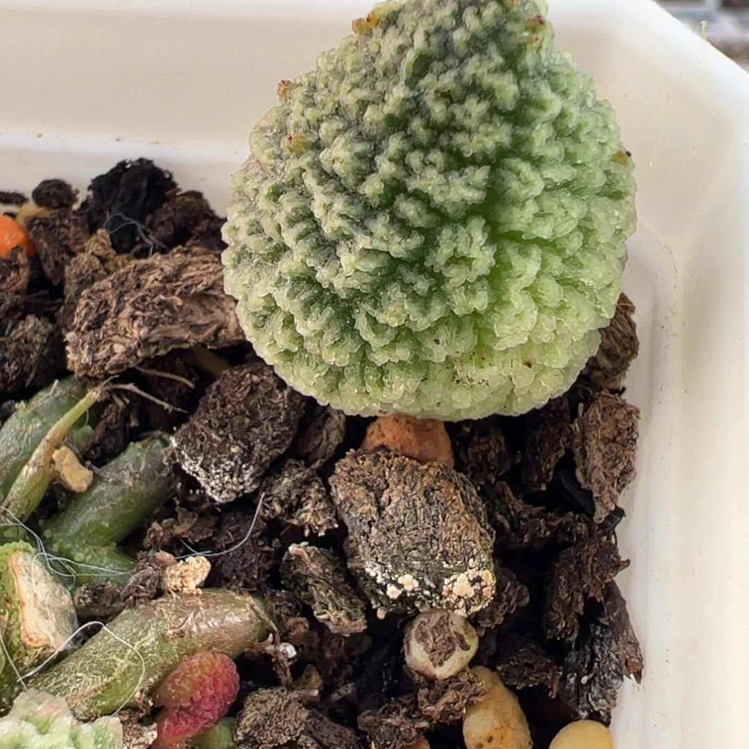 实生叶子多肉植物水泡