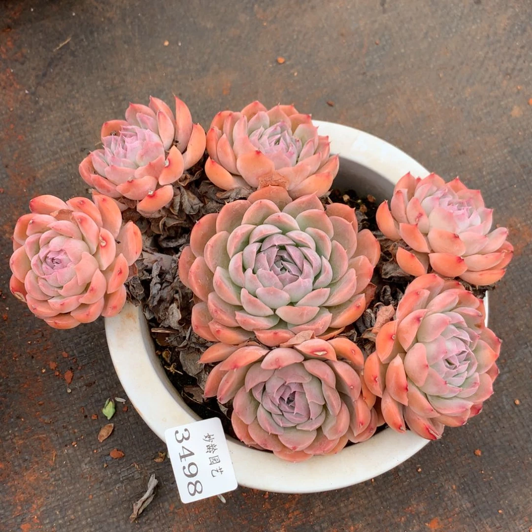 3498新年快乐发发发