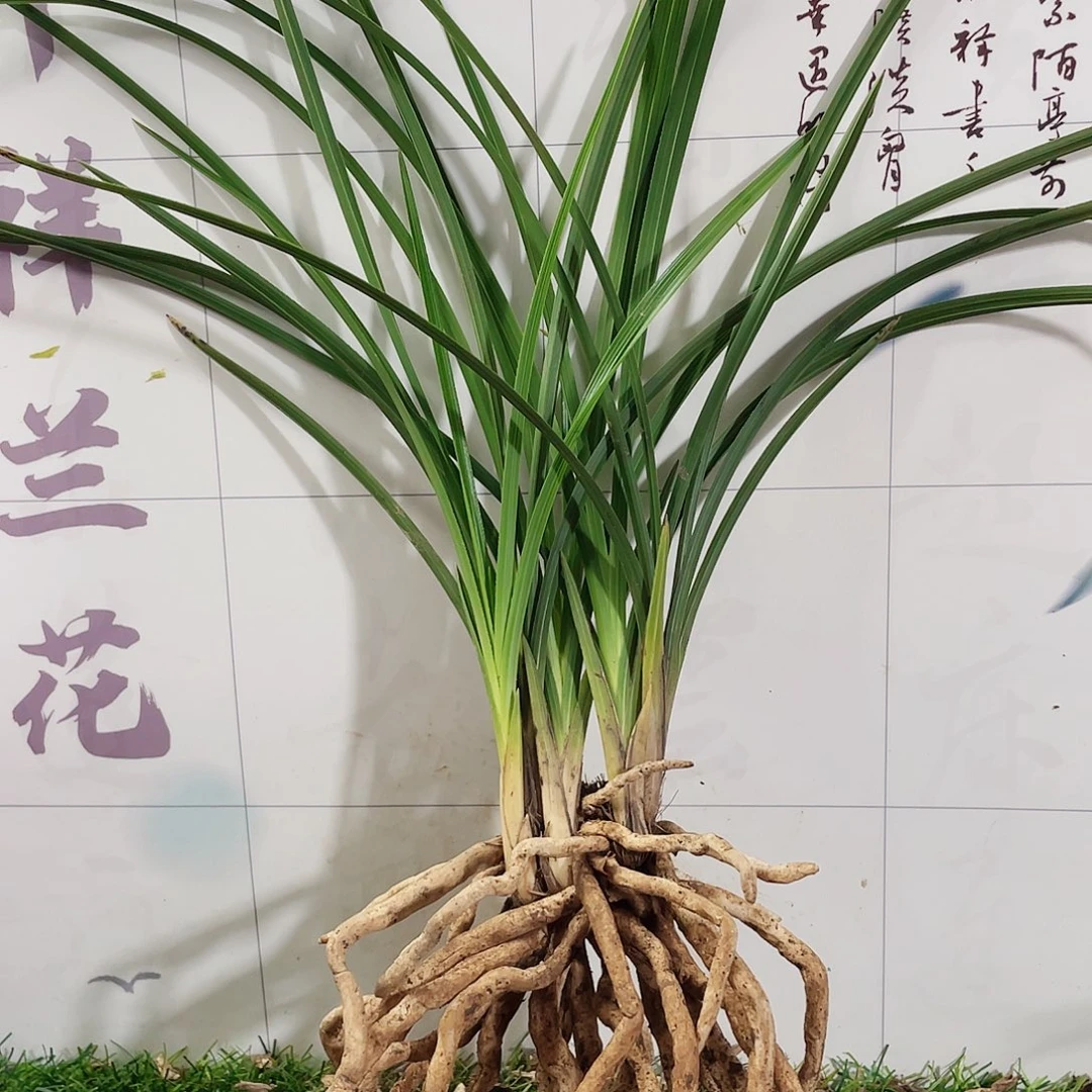 紫***儿完全开放兰花兰花