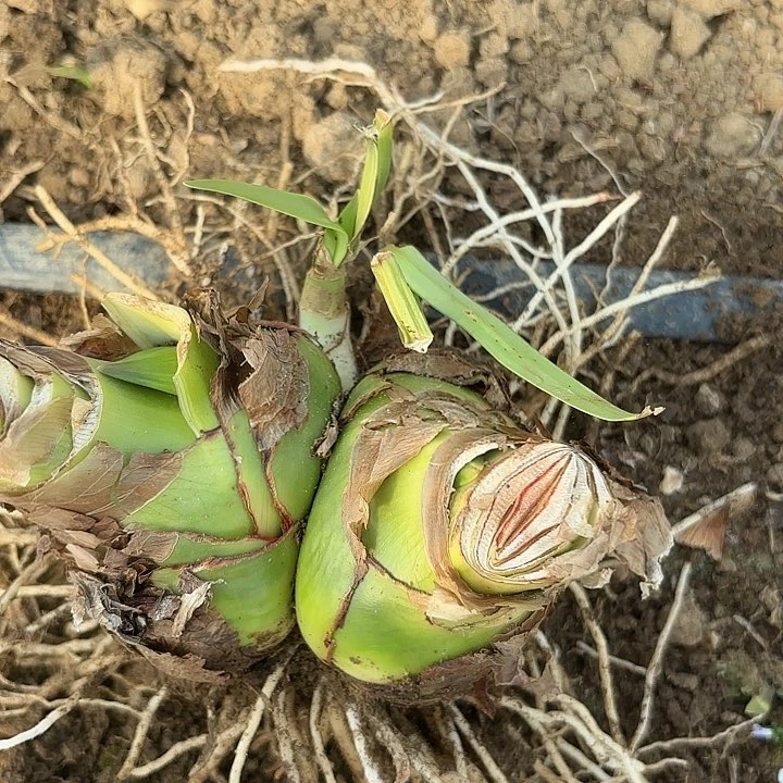 富**祥甜蜜双胞胎有标6296