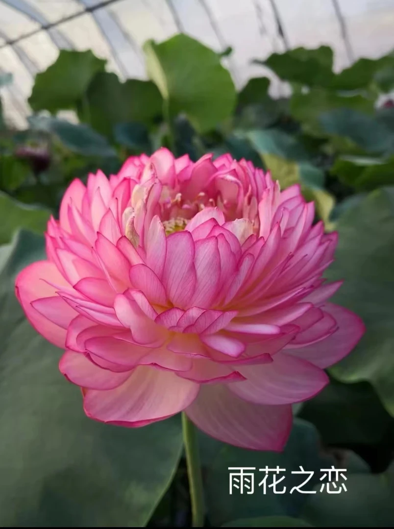 大型荷花苗池塘观赏荷花种藕苗食用藕苗盆栽荷花莲花苗荷花种根苗