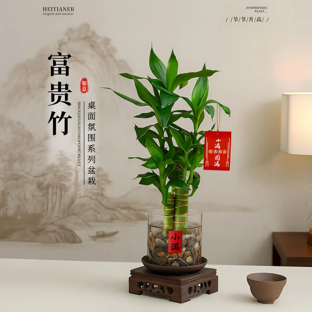 文昌竹一盆四支装富贵竹步步高升水培植物盆栽办公室桌面禅意摆件