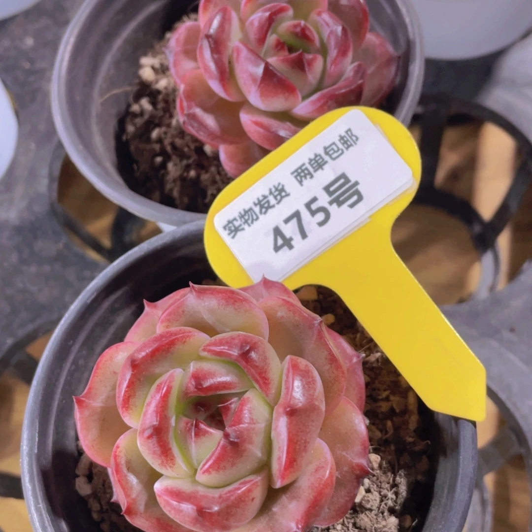 475号 丸叶糖心夜魔侠单头一个