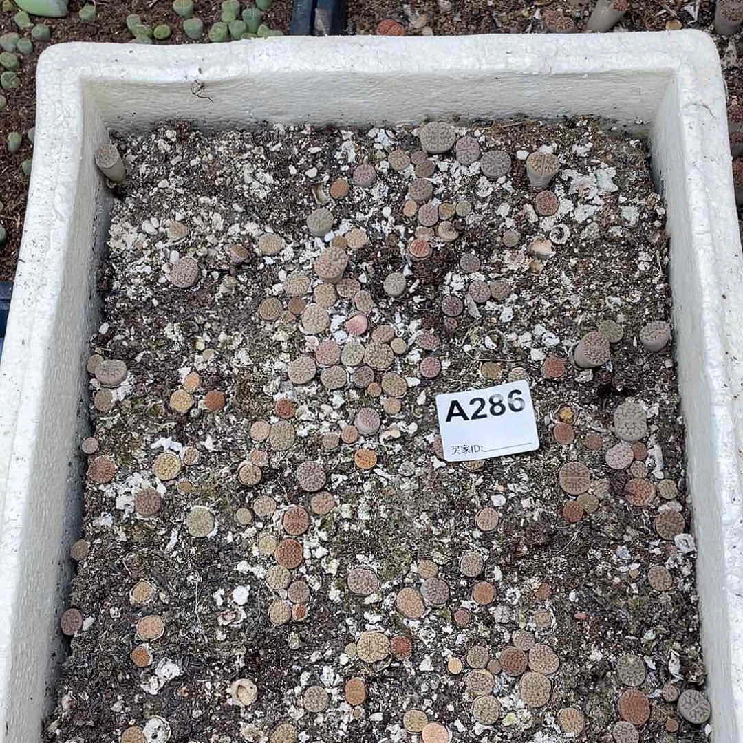 白富贵清筐 脱土 286 不大