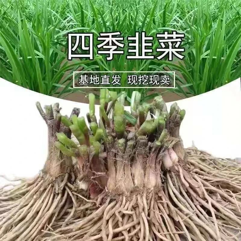 (耐热耐寒18天可吃)四季种植老品种宽叶韭菜根